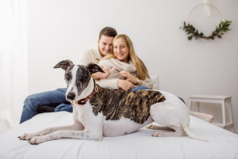 Babyfotos mit dem Familienhund - Hund schaut in die Kamera