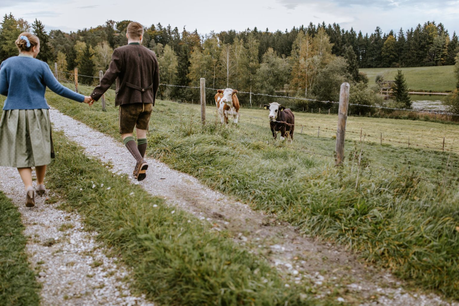Braut und Bräutigam laufen Hand in Hand in Tracht an einer Kuhweide vorbei