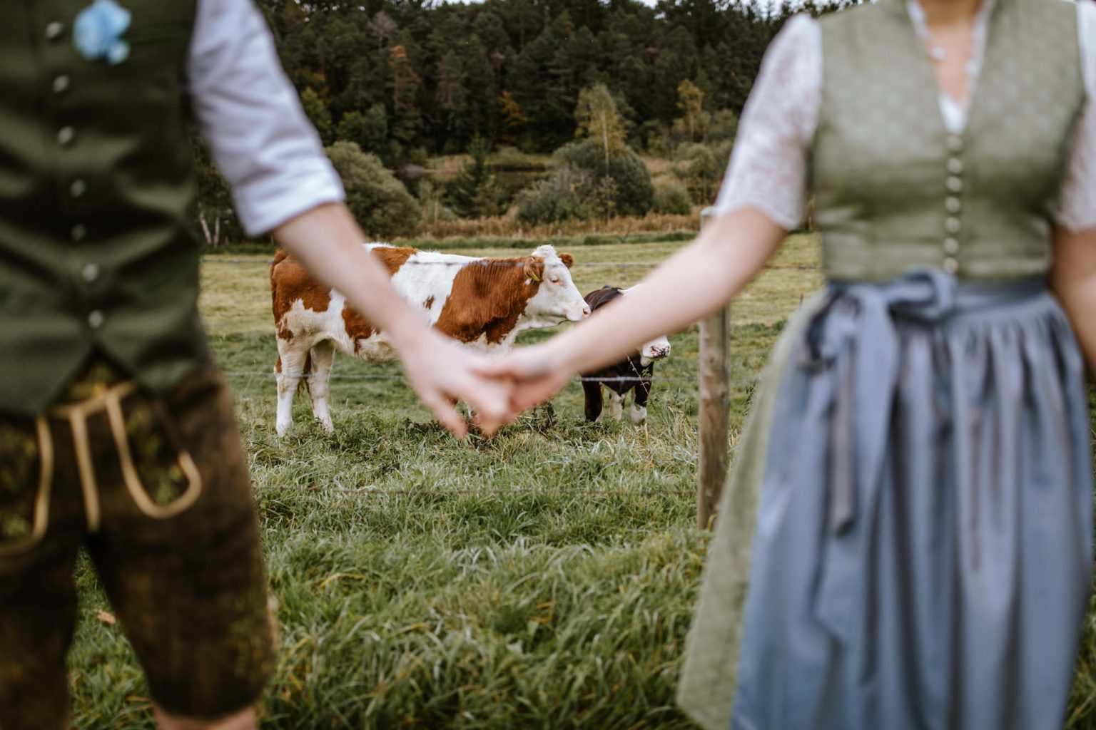 Brautpaar in Tracht vor einer Kuhweide in der Nähe von Weilheim